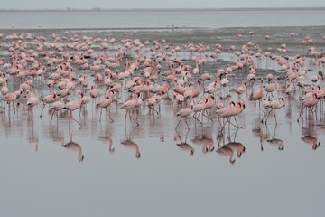Flamingos inNamibia