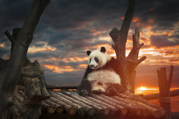Fototapety  Duża panda
