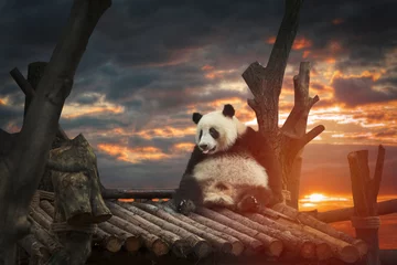 Foto op Plexiglas Grote panda © Aliaksei