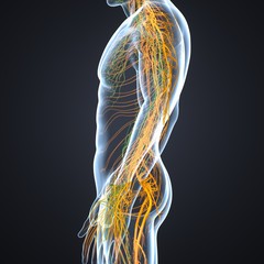 Nervous System with Lymph Nodes
