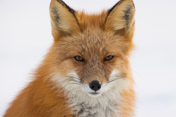Fototapeta premium Winter Red Fox in Whitehorse, Yukon, Canada