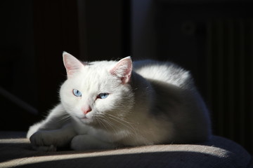 chat blanc