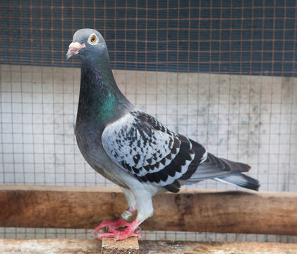 full body of homing speed racing pigeon bird in home loft