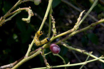 Sawfly Larvae eating a blueberry bush