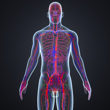 Blood Vessels and Lymph Nodes