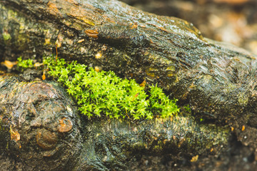 Moss in the forest. Selective focus. Shallow depth of field.