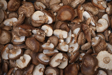 Fungi