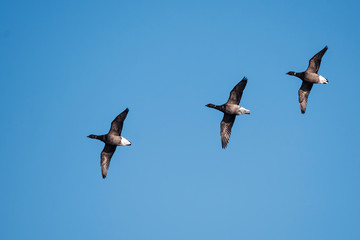 Brent Goose, Branta bernicla - Dawlish Warren, England