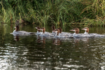 A group of young Common Loon chicks swimming on the lake of two rivers in algonquin national park Ontario, Canada