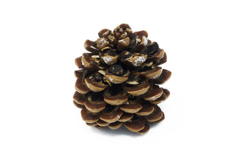 Pine cone isolated on white background