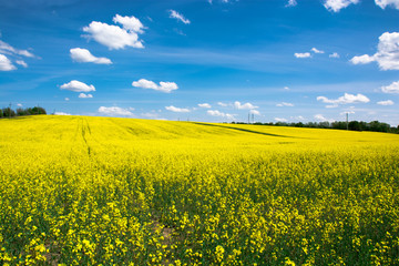 Yellow field against the background of a blue cloudy sky