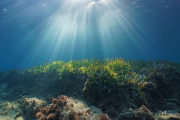 Natural sunbeams underwater through water surface in the Mediterranean sea on a seabed with neptune...