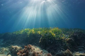 Natürliche Sonnenstrahlen unter Wasser durch die Wasseroberfläche im Mittelmeer auf einem Meeresboden mit Neptungras, Katalonien, Rosen, Costa Brava, Spanien © dam