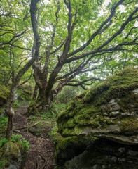 Fototapeta na wymiar Wild Scottish woodland