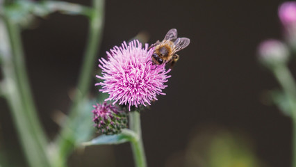 Fototapeta premium Honey bee collecting pollen from blooming creeping thistle flower.