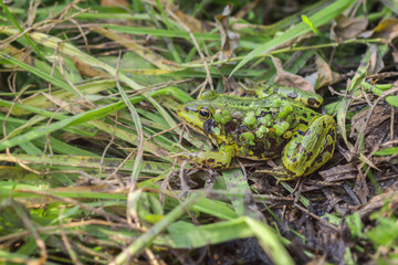 Teichfrosch - Tarnung