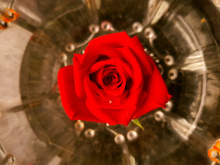 Beautiful Red Rose - 180323817