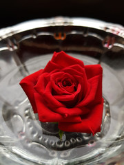 Beautiful Red Rose - 180323859