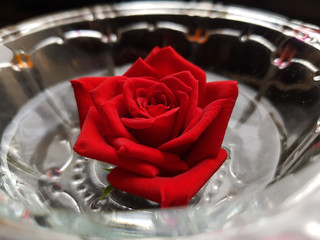 Beautiful Red Rose - 180323873