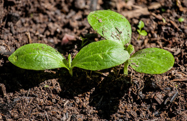 cucumber seedling
