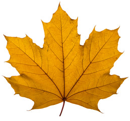 yellow maple leaf on a white background is the most commonly used sun symbol