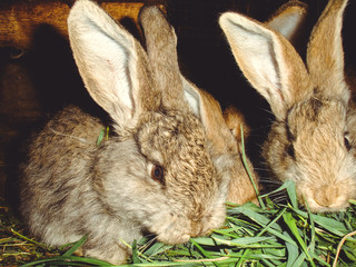 Rabbits on a domestic village farm 