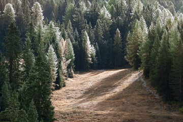 Obraz premium Ein Wald im Gegenlicht fotografiert