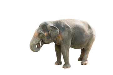 Single Thai elephant isolated on white.