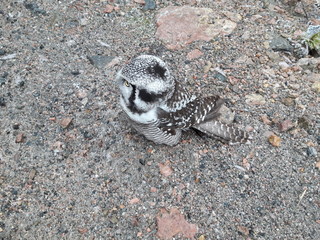 Northern hawk-owl