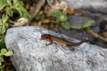 Galapagos Lavaechse