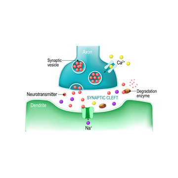 Signal Transmission At A Chemical Synapse