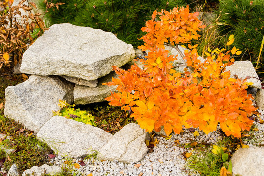 Beech bonsai on a rockery in the autumn with beautiful yellow and orange leaves