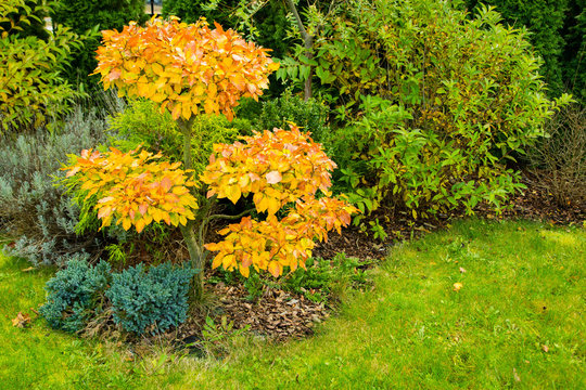 Beech bonsai in the autumn with beautiful yellow and orange leaves