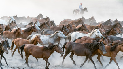 Horses run gallop in dust