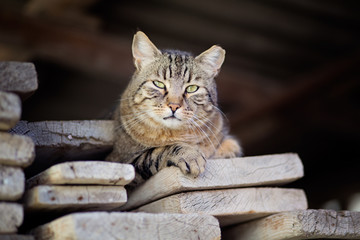 Gatto