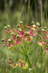 Euphorbia cyparissias or cypress spurge