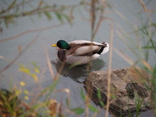 Mallard