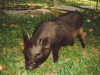 Little pig on a village farm