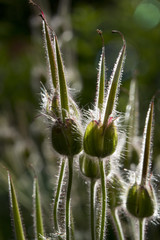 Hairy Seed pods of Geranium pratense