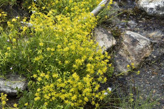 Saxifraga aizoides or yellow mountain saxifrage