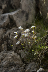 Silene pusilla