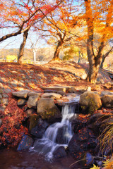 Japanese red maple leaf at Nara park in autumn