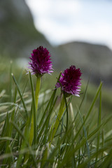 Nigritella rubra