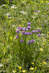 Fototapeta premium Allium schoenoprasum