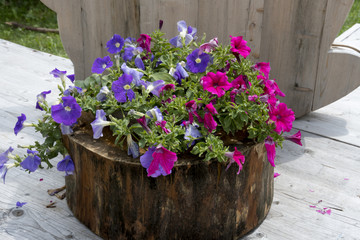 Planter with Petunia