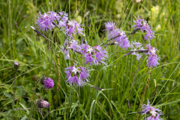 Dianthus superbus subsp. alpestris