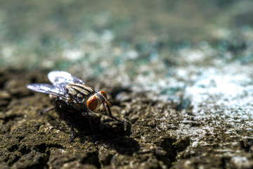Cluster fly and blur background