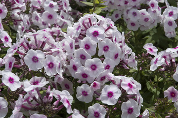 Phlox paniculata 'Euphorion'