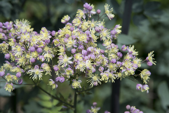 Thalictrum 'Elin'