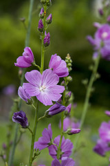 Fototapeta premium Sidalcea neomexicana
